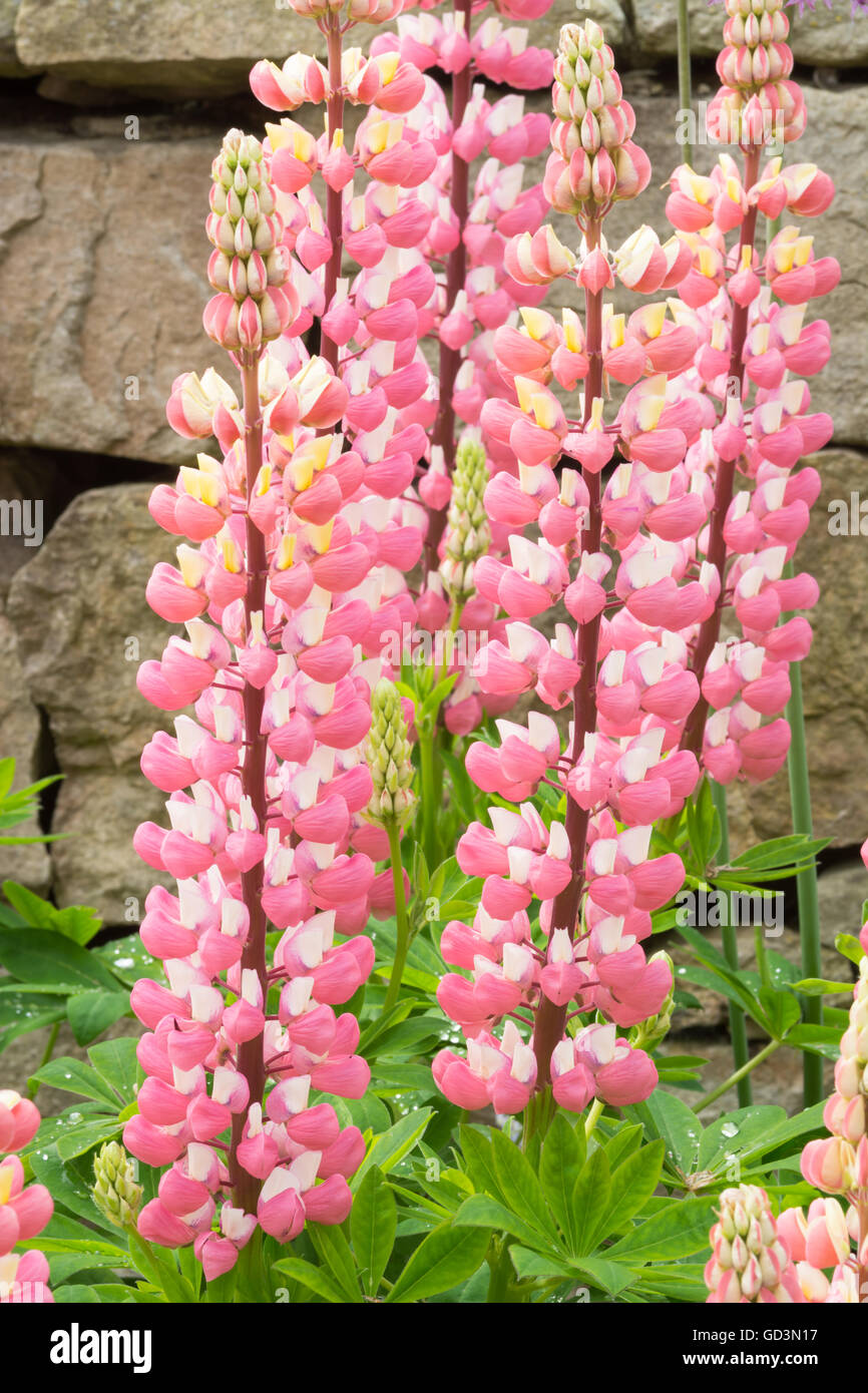 Pink Lupin flowers Stock Photo Alamy
