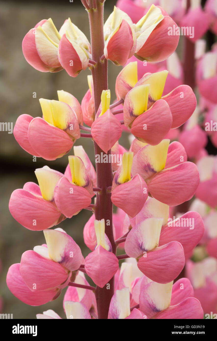 Pink Lupin flowers Stock Photo Alamy