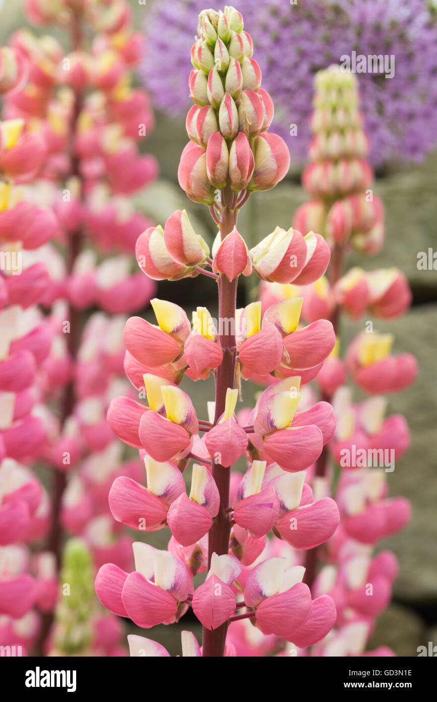 Pink Lupin flowers Stock Photo Alamy