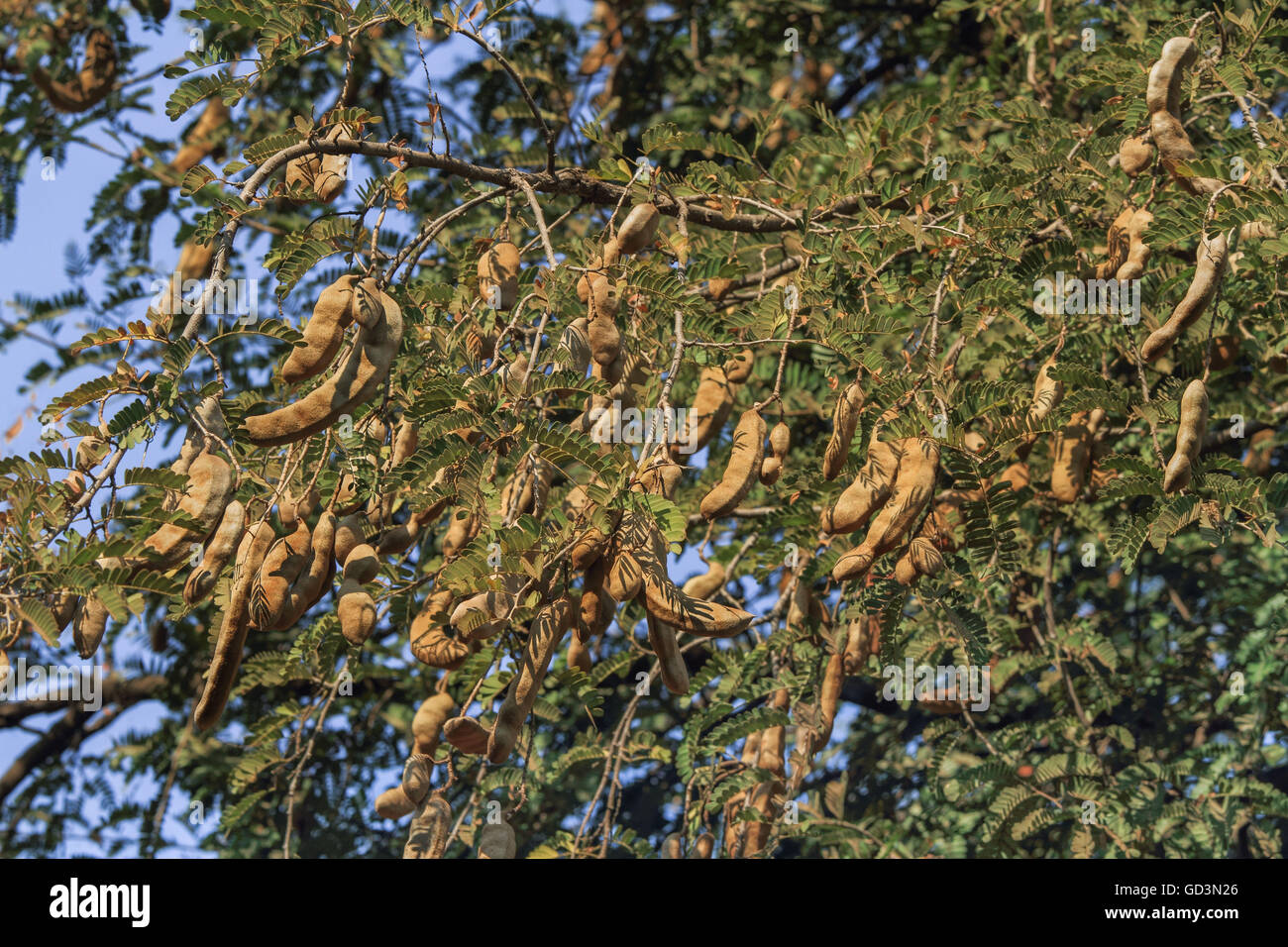 Tamarind Tree Bastar Chhattisgarh India Asia Stock Photo Alamy Tamarind Tree Bastar Chhattisgarh India Asia Stock Photo Alamy