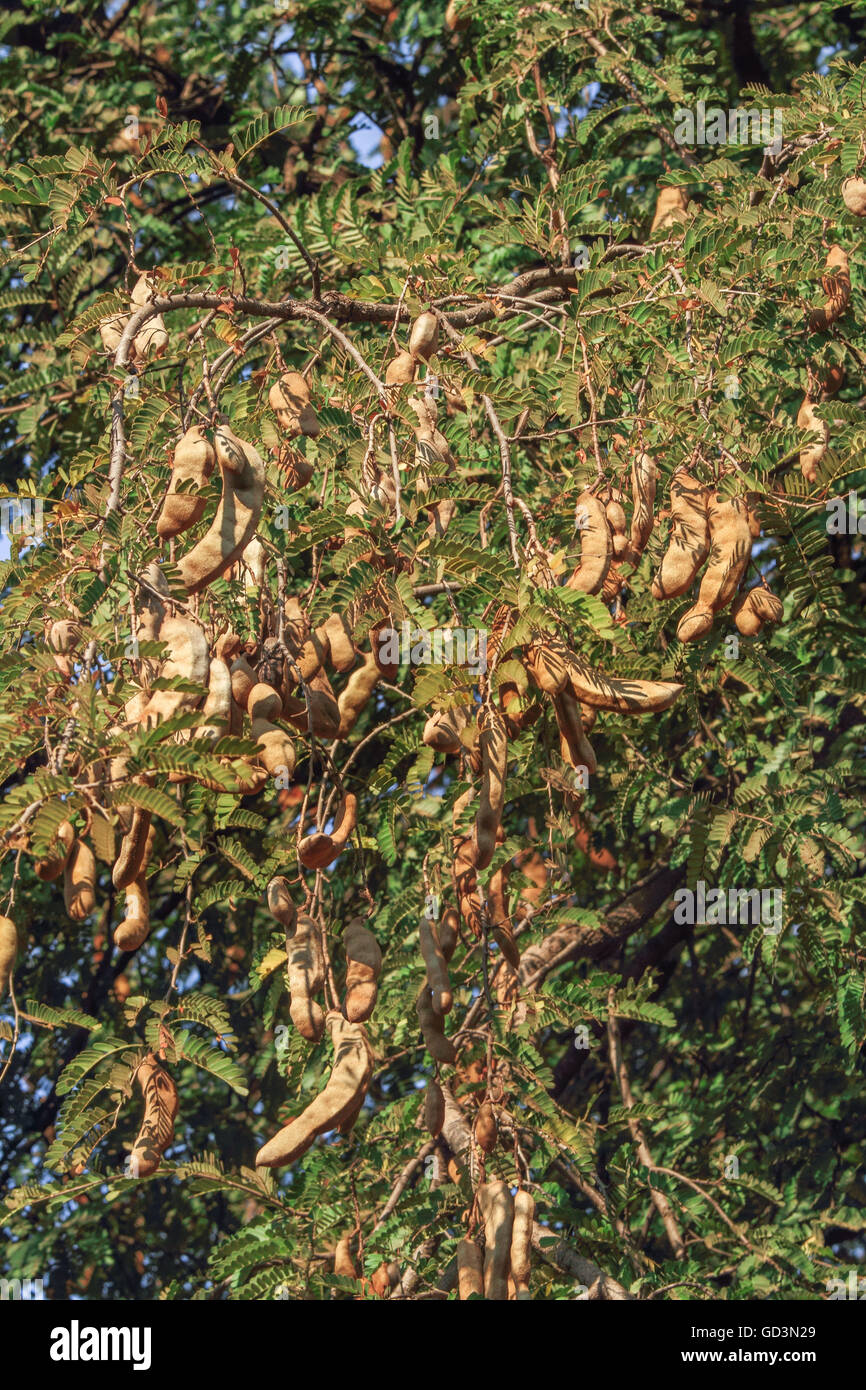 Leguminous trees hires stock photography and images Alamy