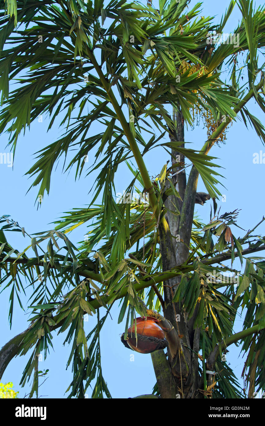 Salfi tree produces milky liquid, bastar, chhattisgarh, india, asia Stock Photo