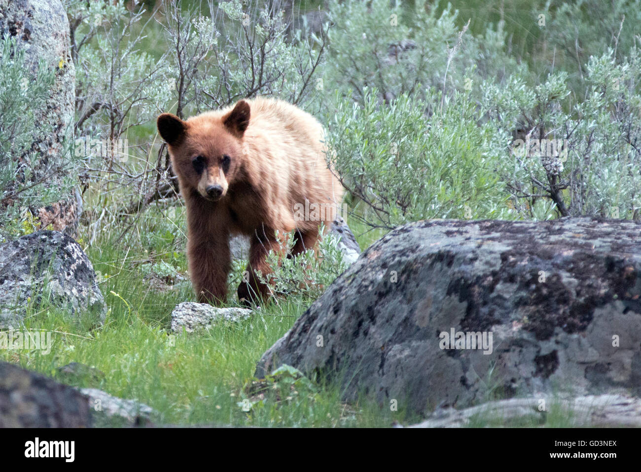 Cinnamon brown Baby Cub American Black Bear (Ursus americanus) in