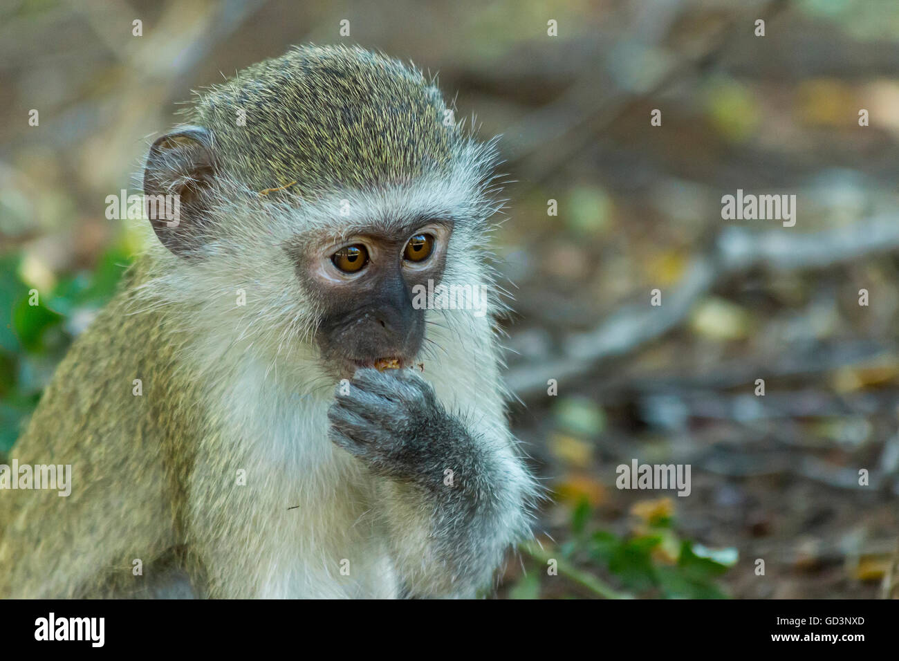 Innocent baby vervet monkey eating a seed in the bush ...