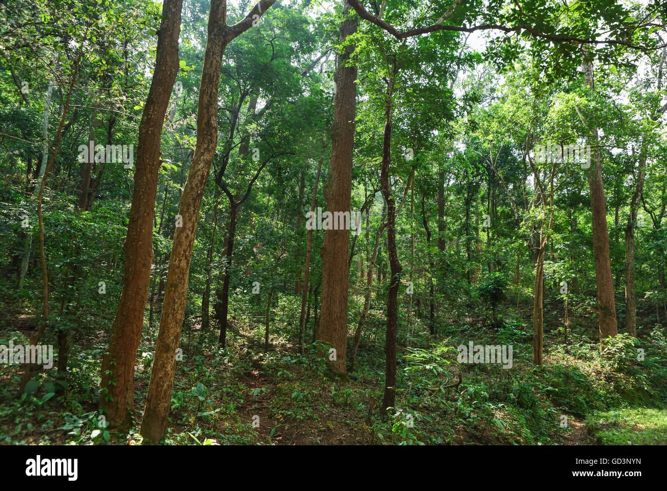 Dense forest chhattisgarh india asia hi-res stock photography and ...