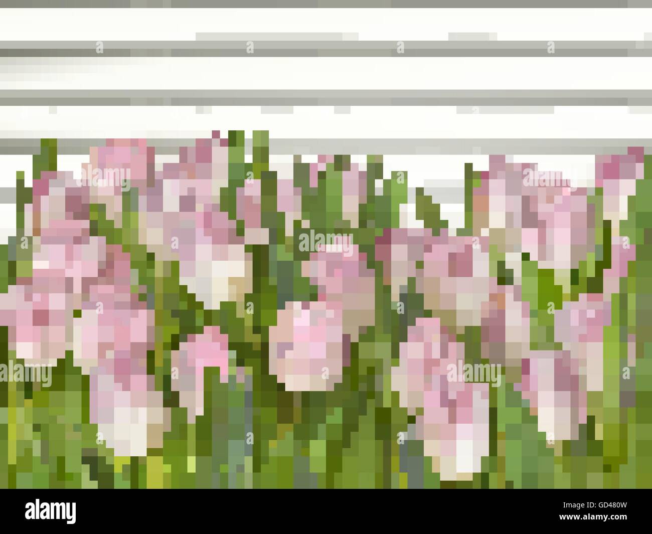 Beautiful pink and white tulips. EPS 10 Stock Vector