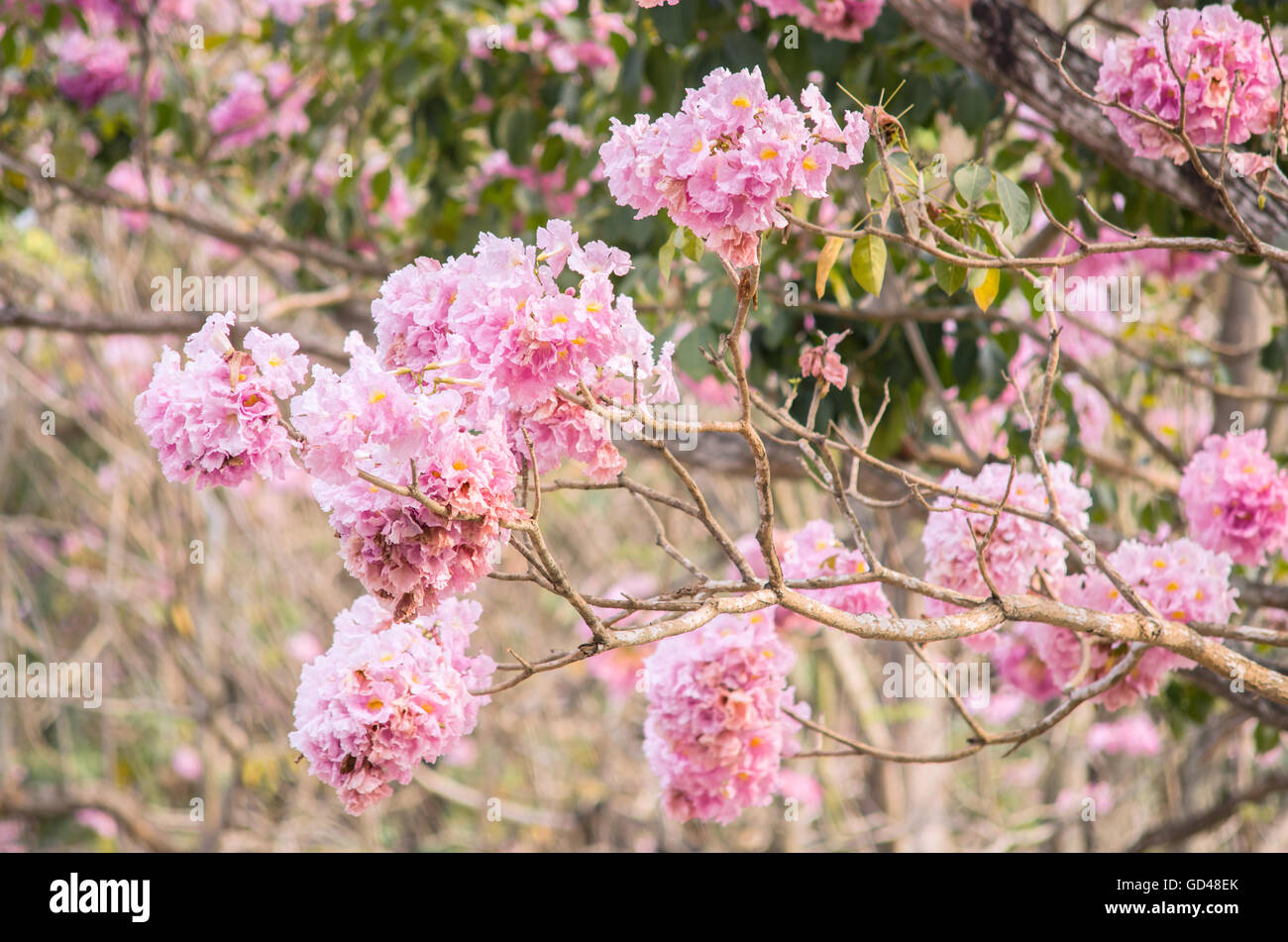 Pink trumpet (tabebuia) tree flower blooming. Stock Photo
