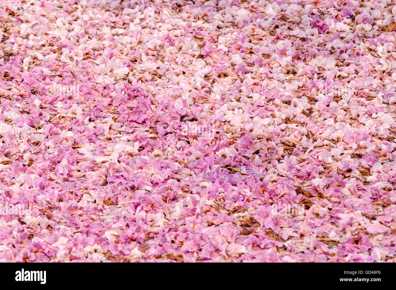 Texture of Tabebuia rosea on the ground, pink flower, fallen flower. Stock Photo