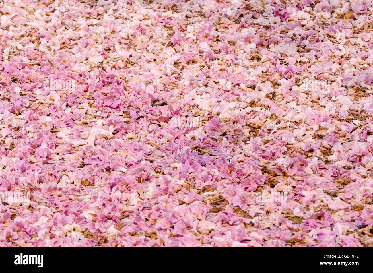 Texture of Tabebuia rosea on the ground, pink flower, fallen flower. Stock Photo
