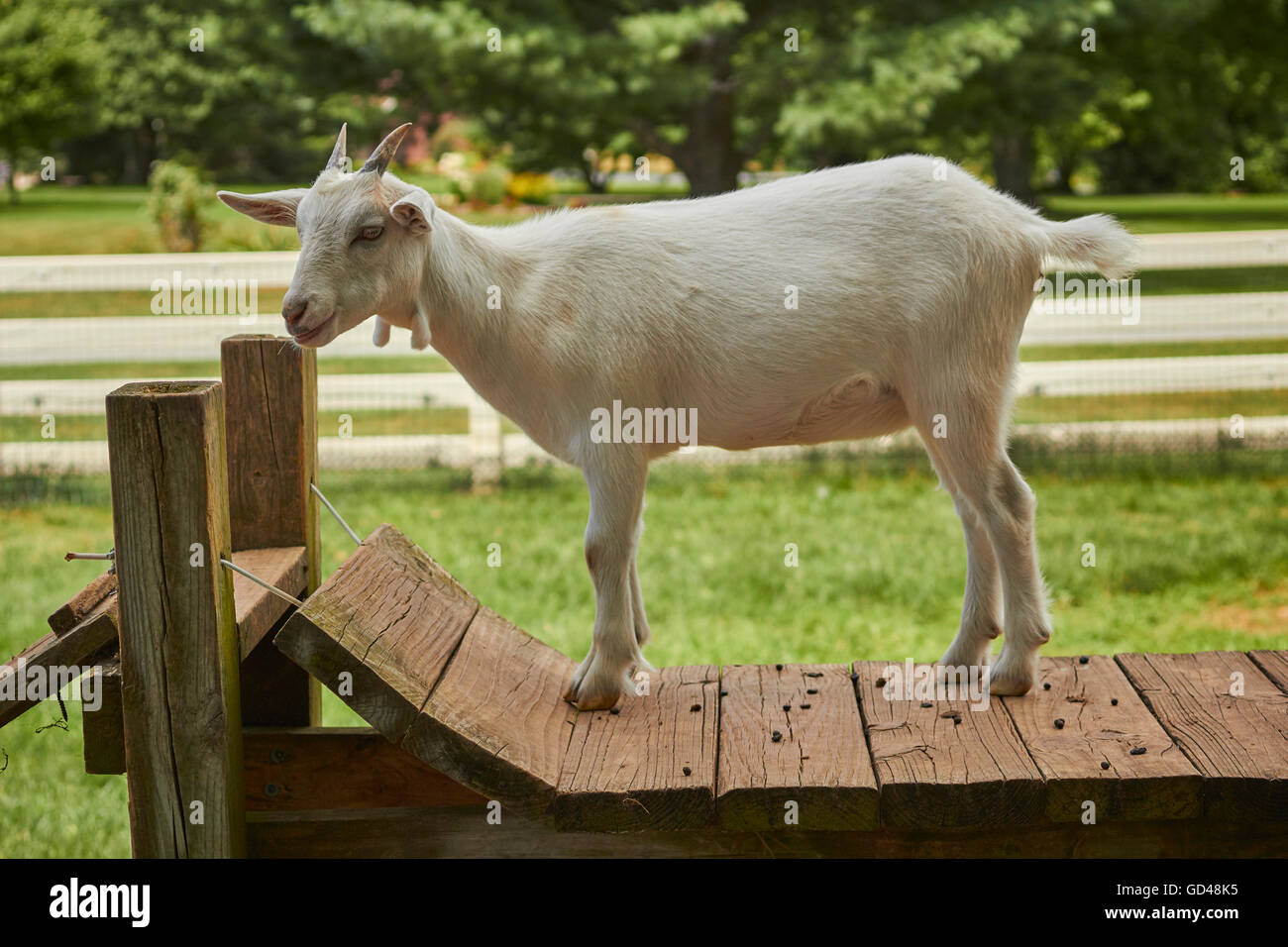 young goat in a petting zoo, Bird-in-Hand, Lancaster County, Pennsylvania, USA Stock Photo