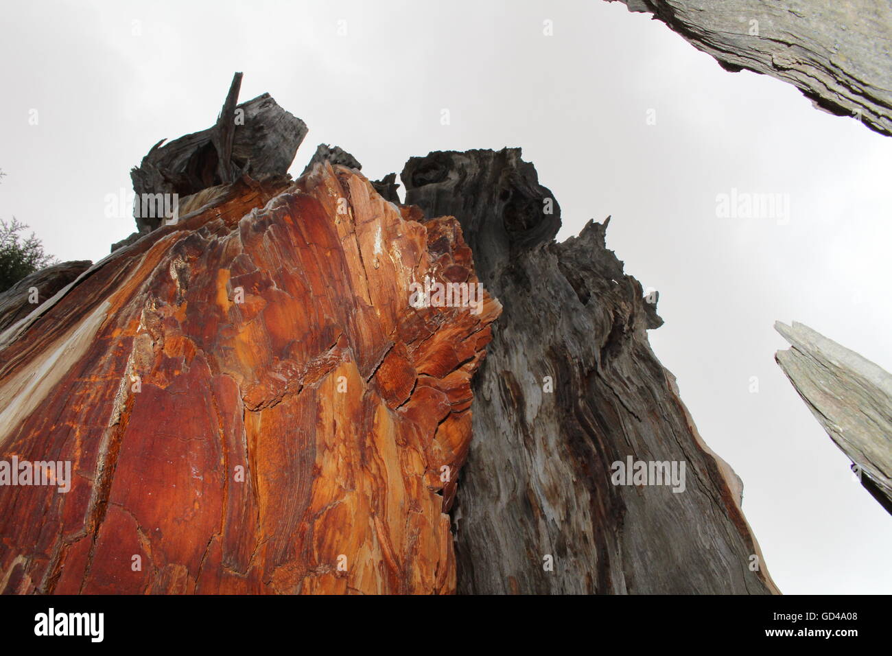 Core of a cedar tree Stock Photo