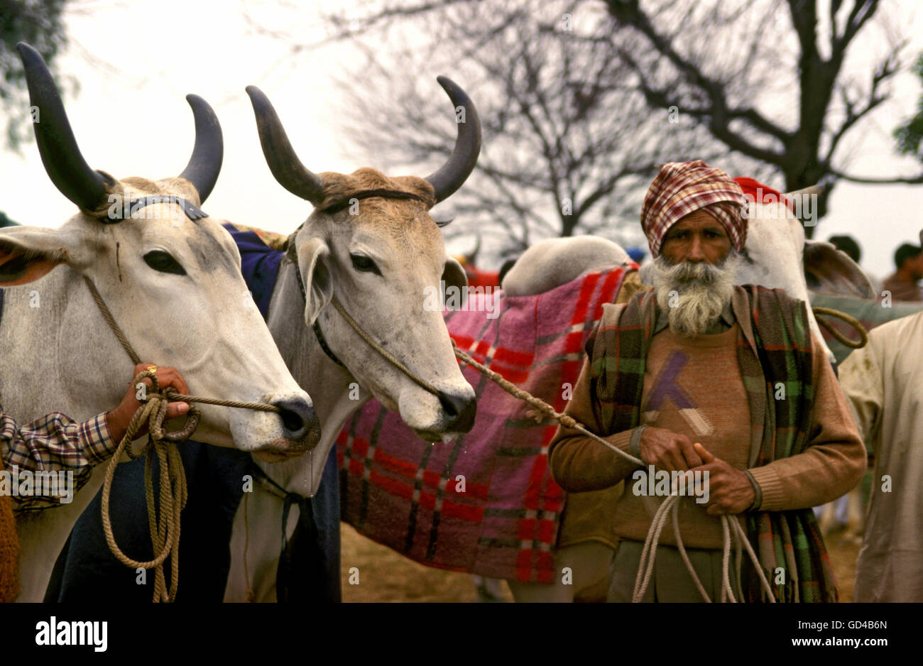 Old man with cattle Stock Photo Alamy