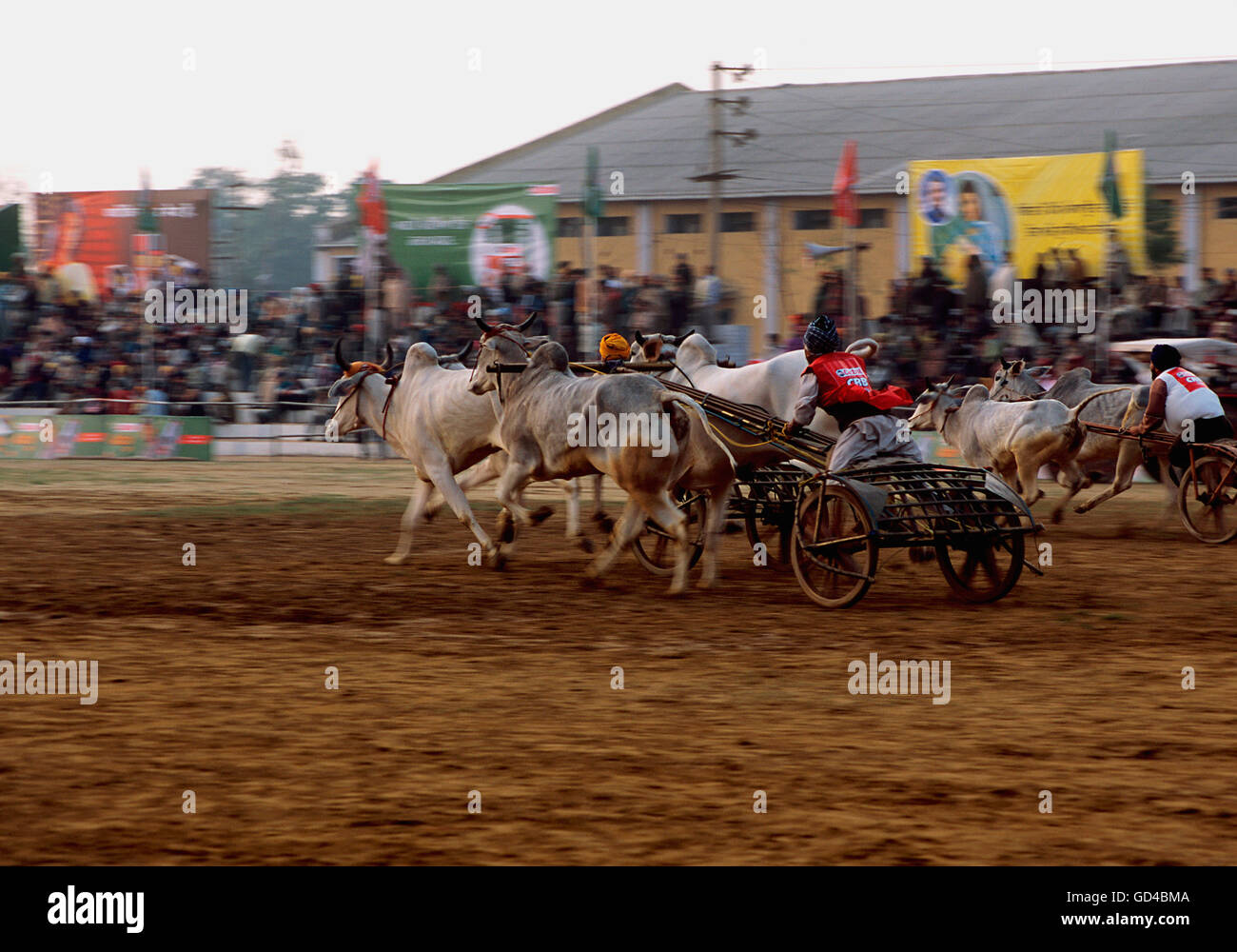 Raipur india cows hi-res stock photography and images - Alamy