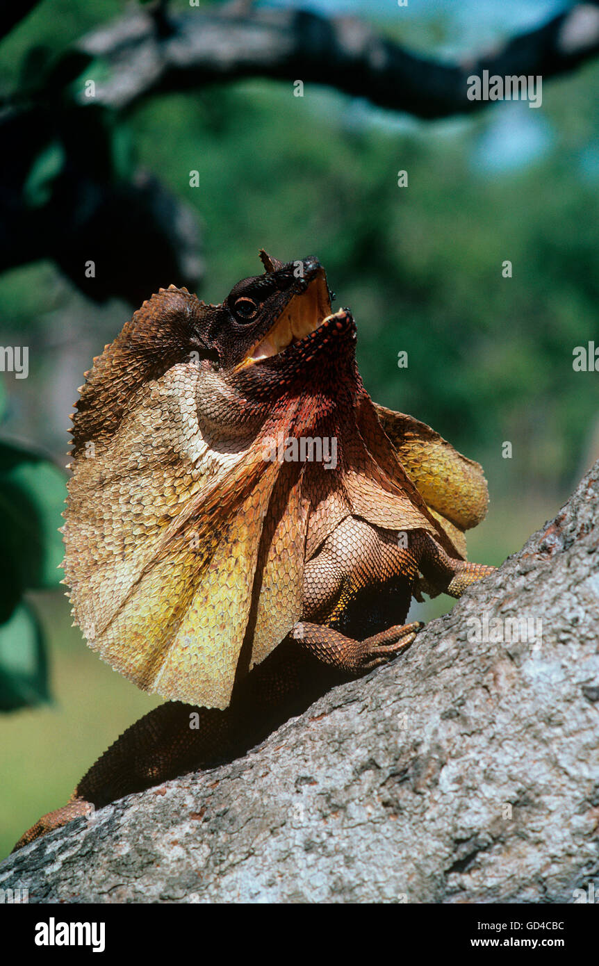 Frilled lizard Stock Photo