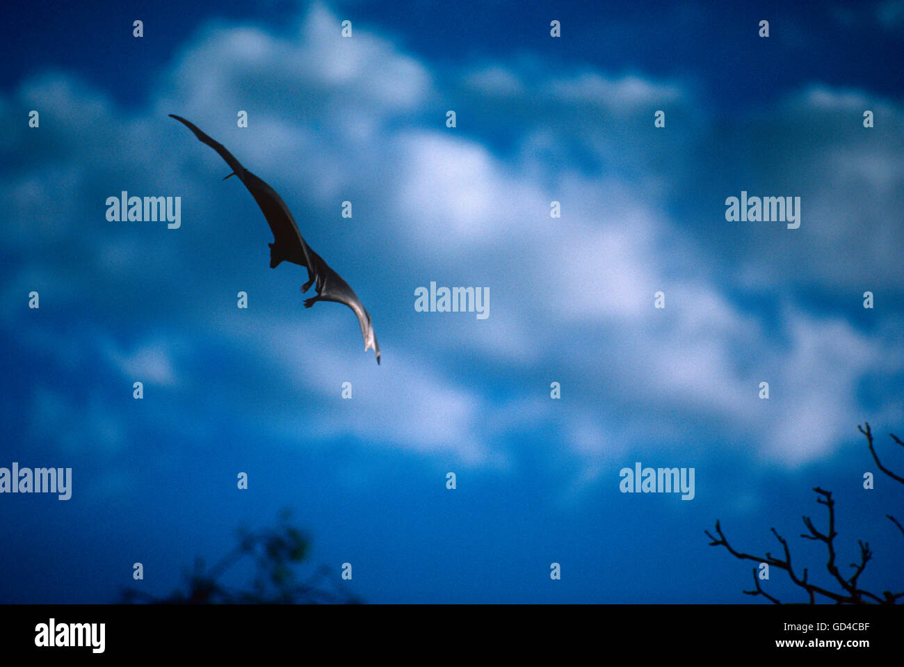 Bat flying in the sky Stock Photo Alamy