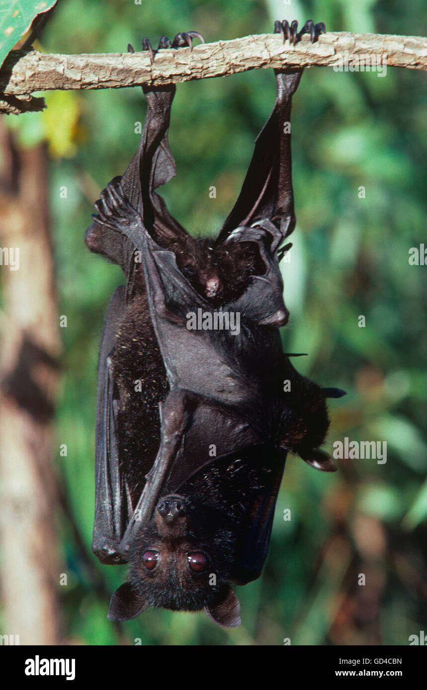 Bats and birds hires stock photography and images Alamy
