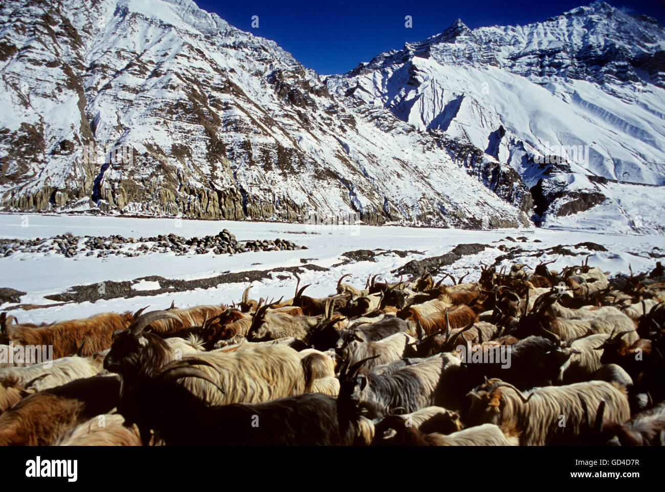 Mountain goats march through in the Winter , Spiti , Himachal Pradesh Stock Photo
