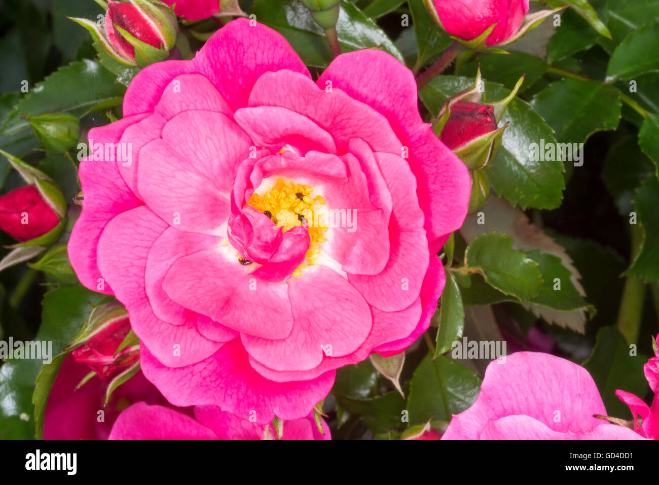 Pink rose flower (Rosa sp) and small  beetles (Meligethes aeneus) Stock Photo