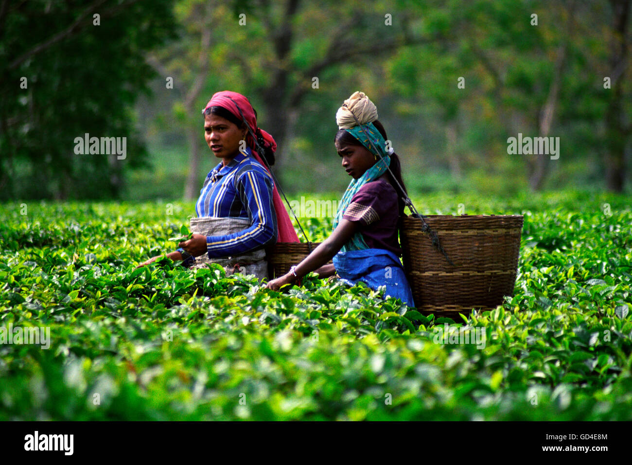 Tea cropping Stock Photo