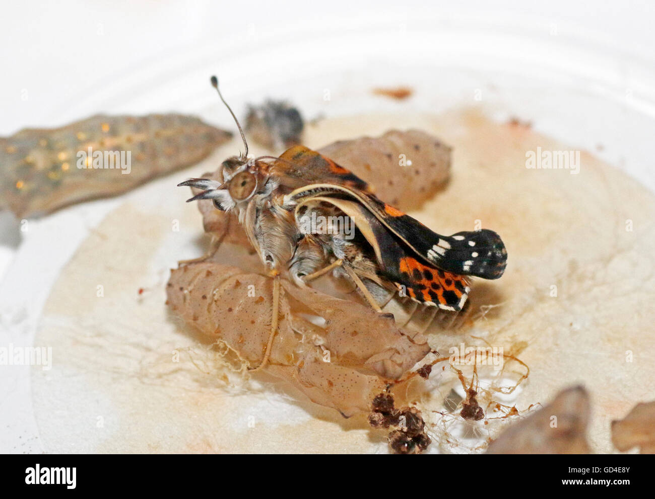 Painted Lady butterfly (Vanessa cardui) just hatched Stock Photo