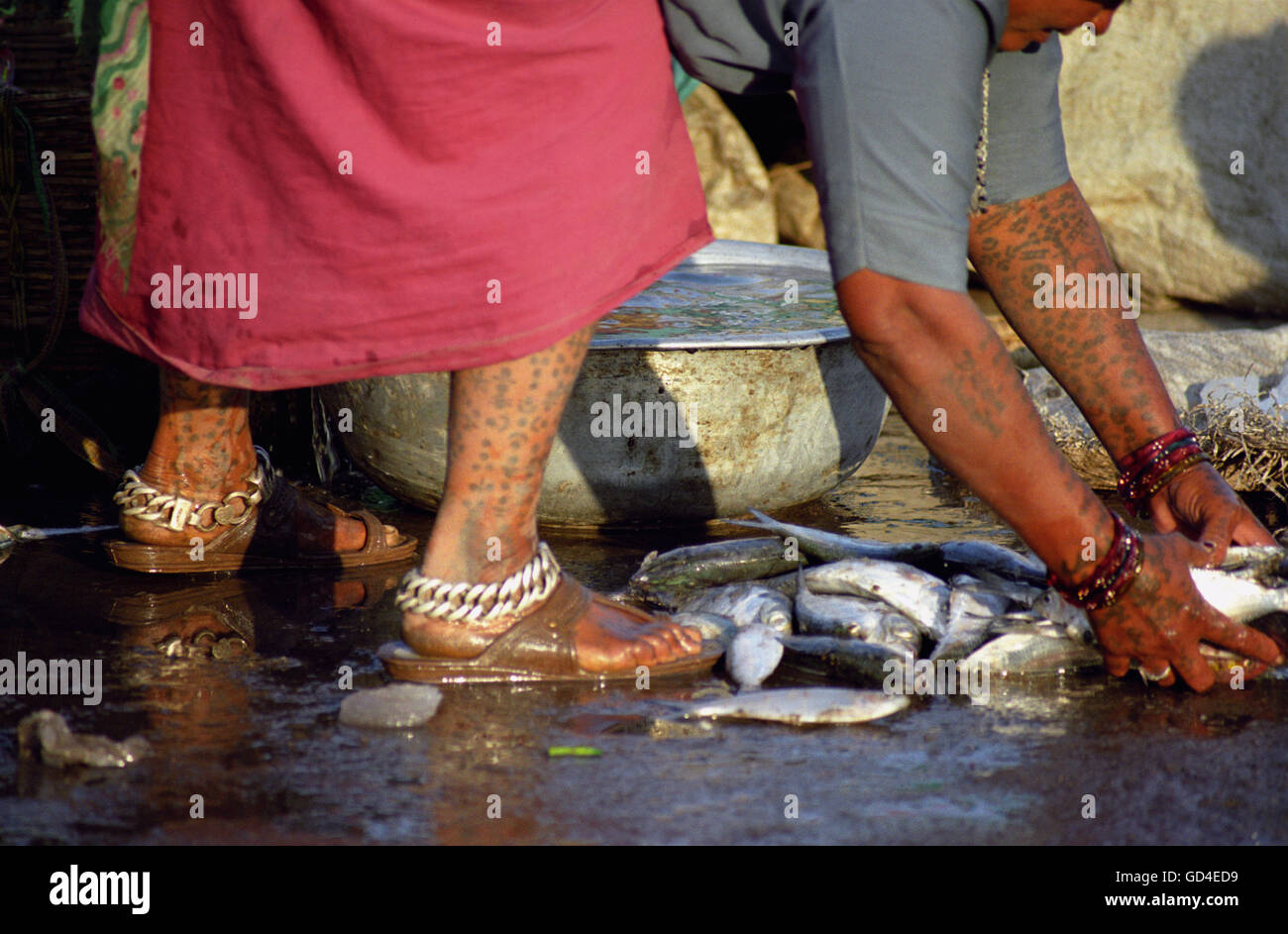 A woman collecting fish Stock Photo