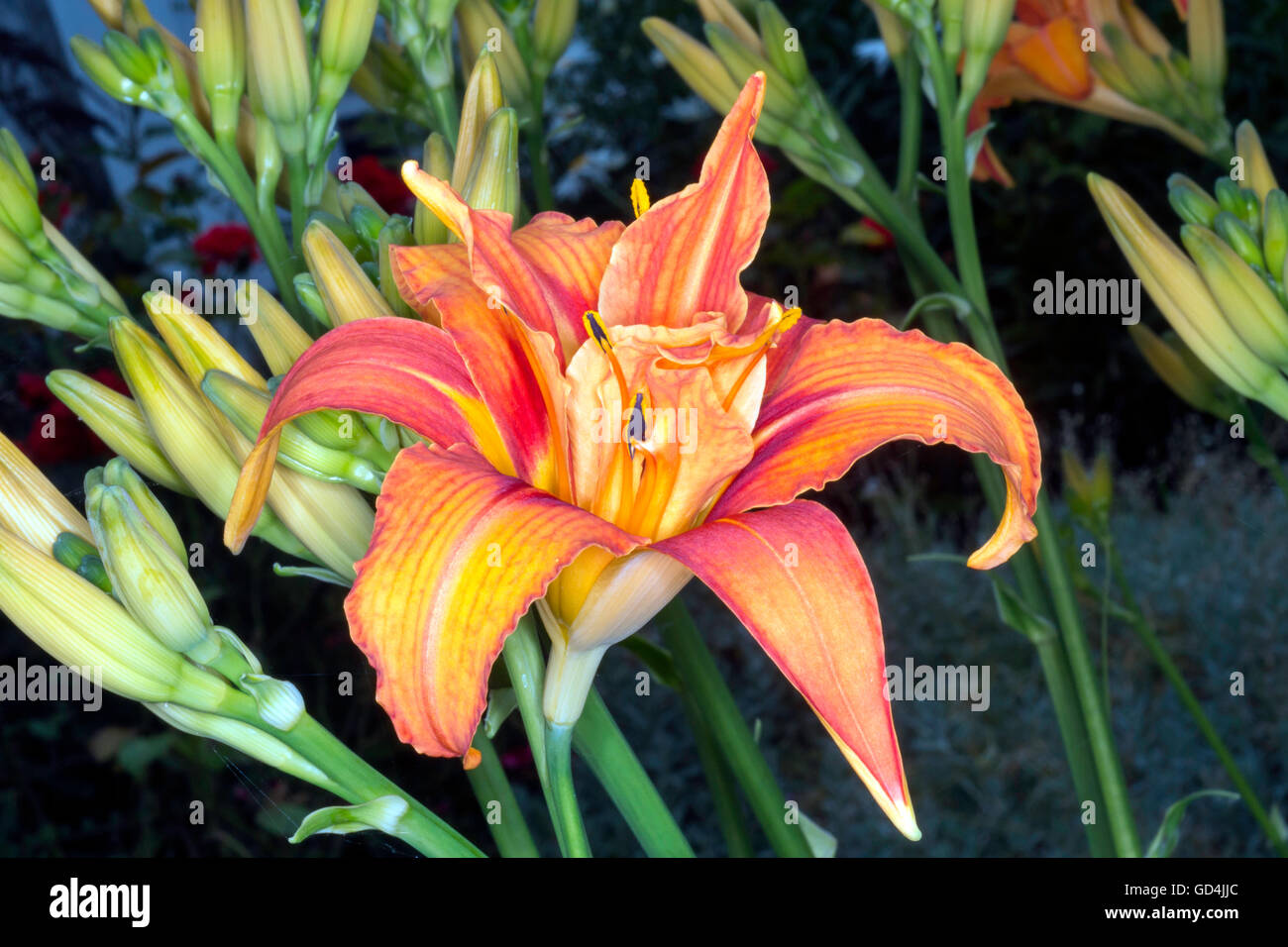 Daylilies in bloom, Hemerocallis sp in a garden Stock Photo