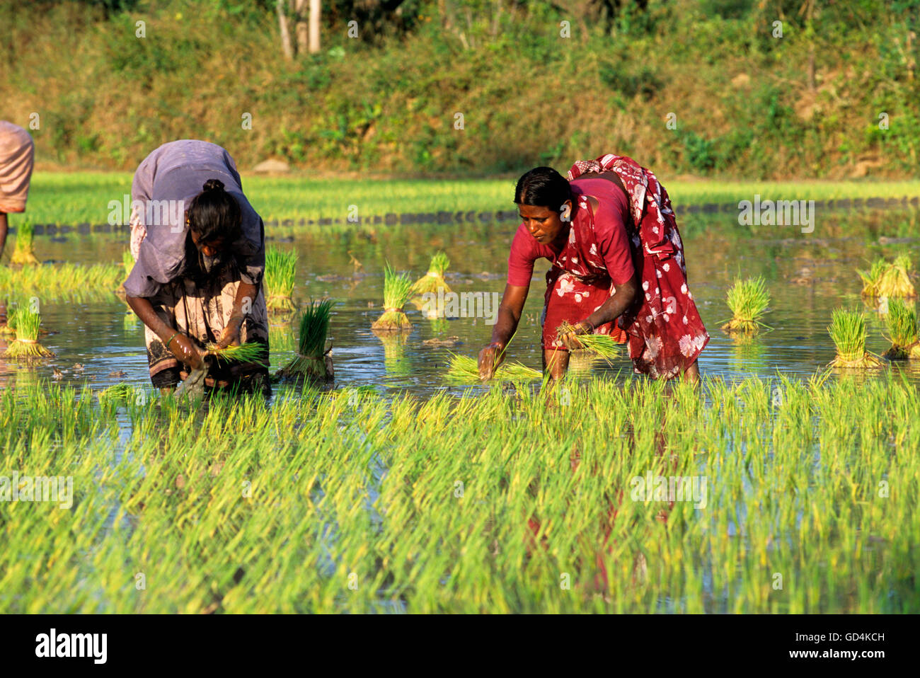 Rice transplanting Stock Photo