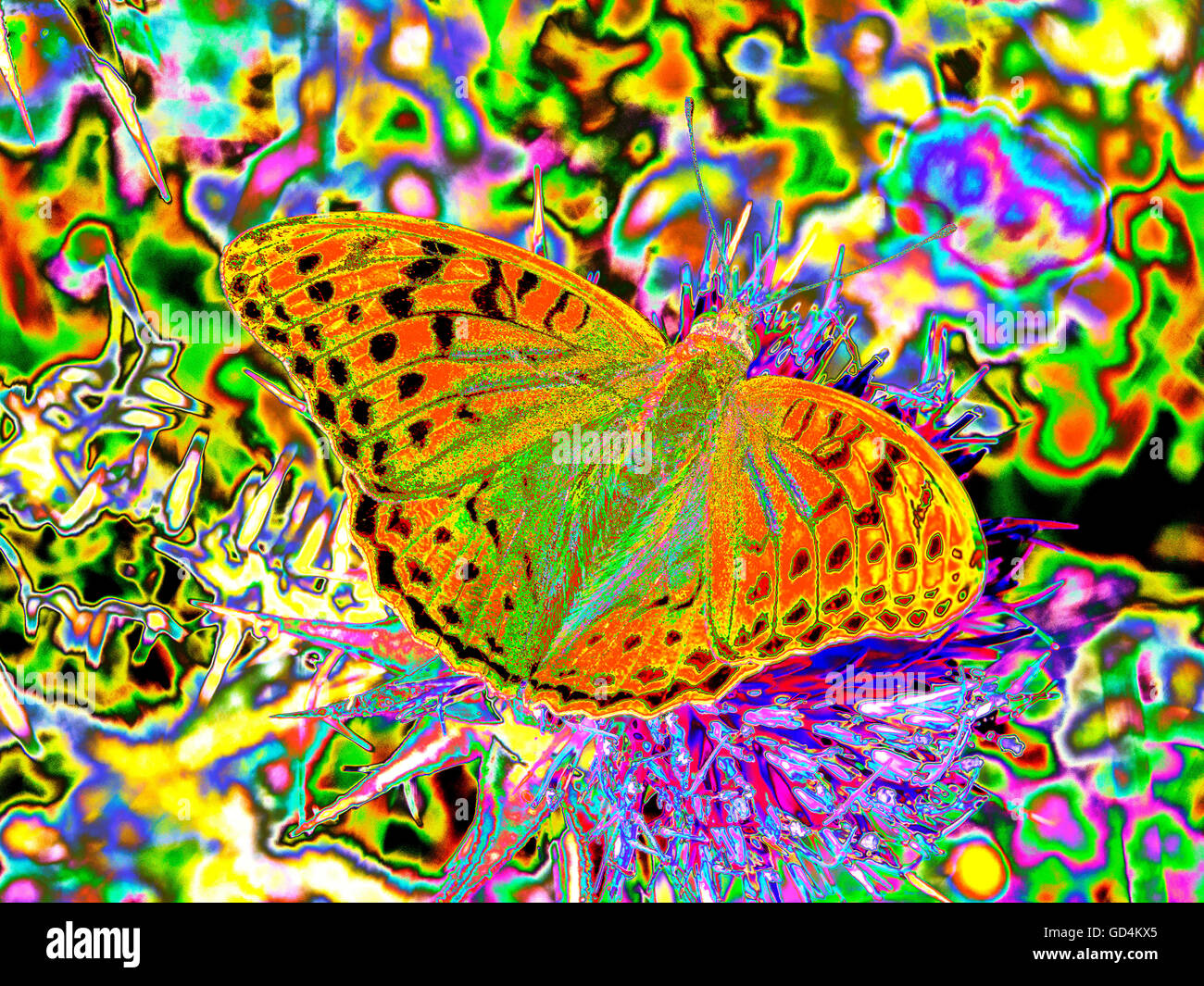 A Fratillary butterfly gathering nectar on a flower on Lesvos, Greece. Stock Photo