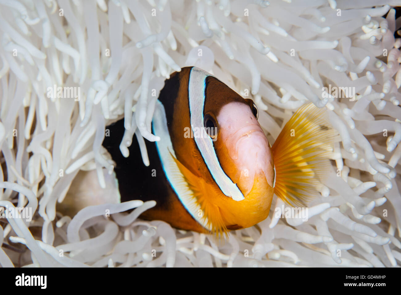 A Clark's anemonefish (Amphiprion clarkii) swims among the bleached tentacles of its host anemone on a coral reef in Indonesia. Stock Photo