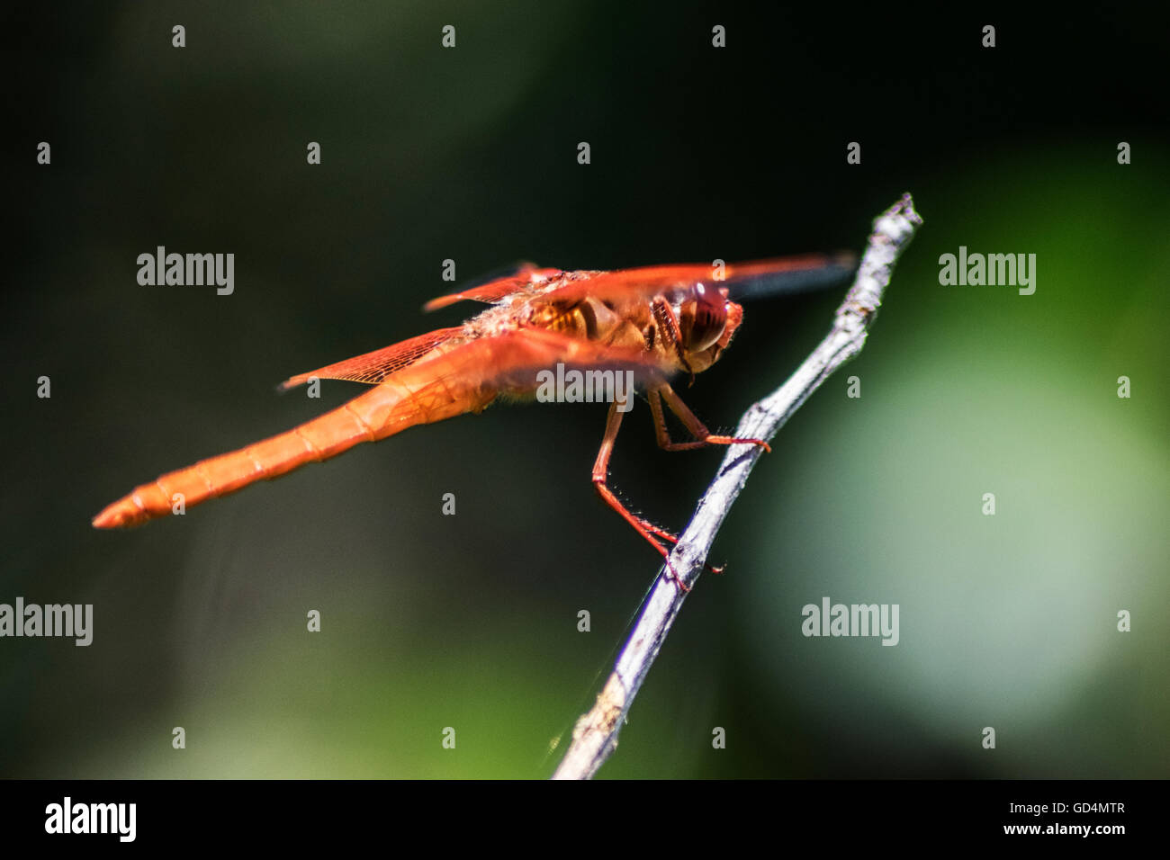 Dragonfly close up Stock Photo - Alamy