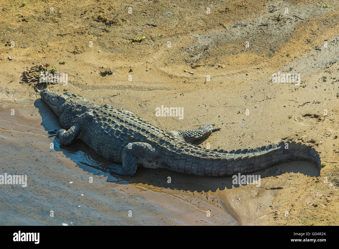 Large crocodile lying on a sand bank in the middle of a river Stock Photo