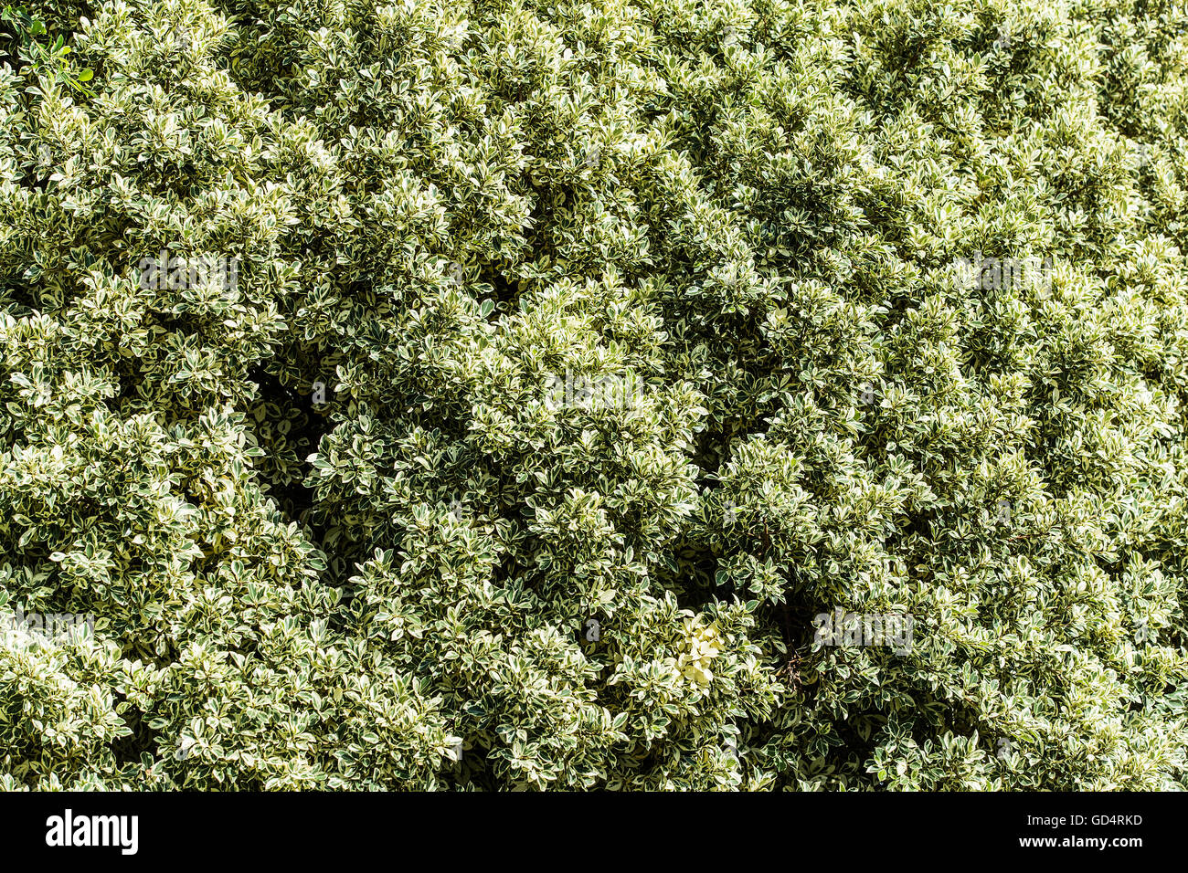 Big ficus shrubs. Nature background. Stock Photo