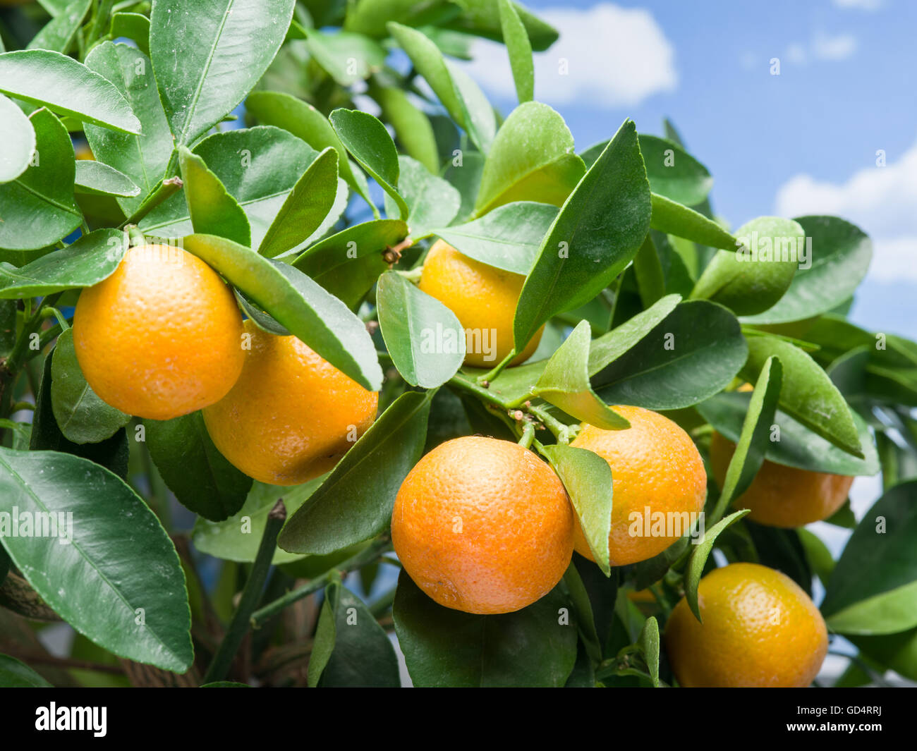 Ripe tangerine fruits on the tree. Blue sky background Stock Photo - Alamy