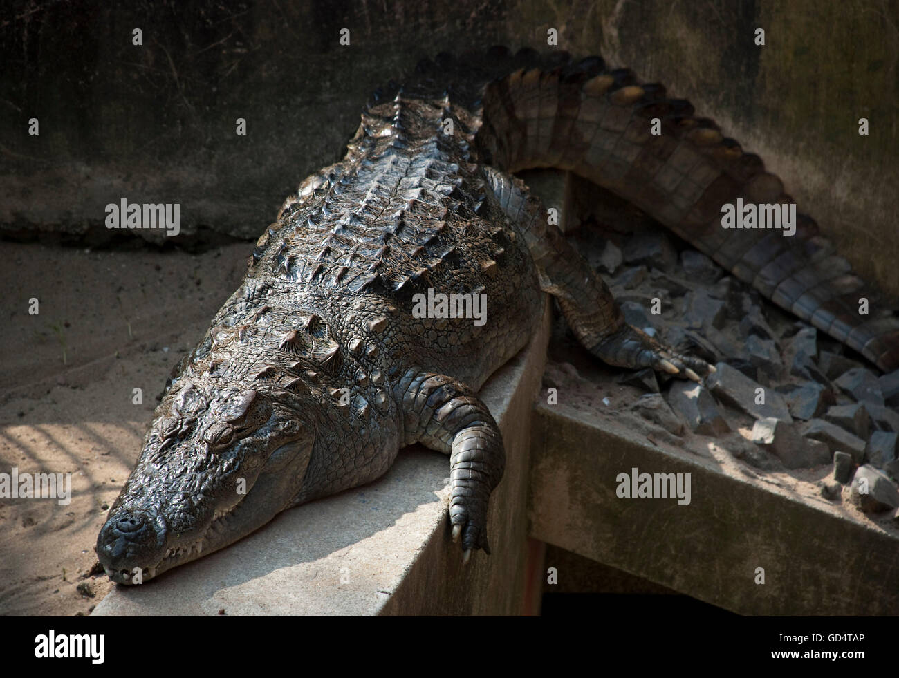 Crocodile in Alipore Zoo Stock Photo