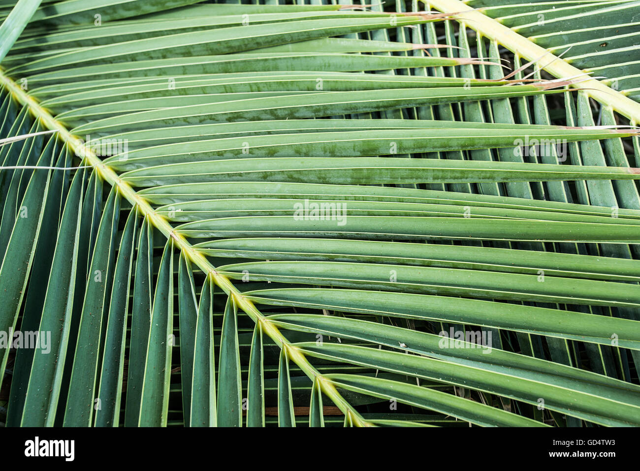 Up close palm tree leaves hires stock photography and images Alamy