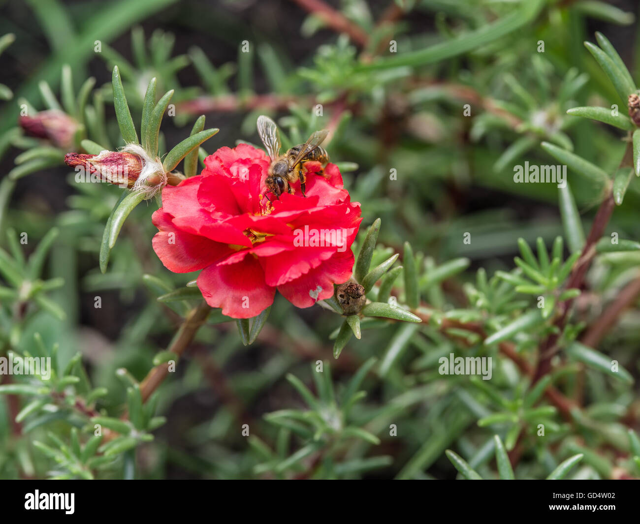Red purslane flower in the garden. Stock Photo
