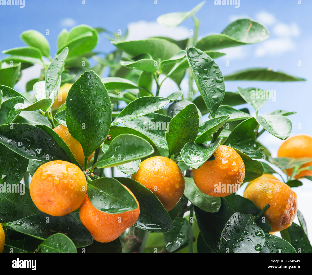 Ripe tangerine fruits on the tree. Blue sky background Stock Photo Alamy