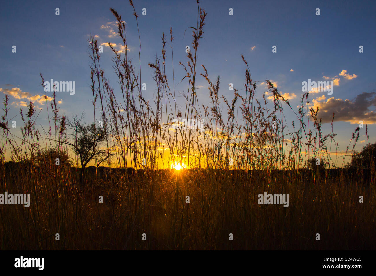 Sun shining through blades of grass at sunset Stock Photo - Alamy