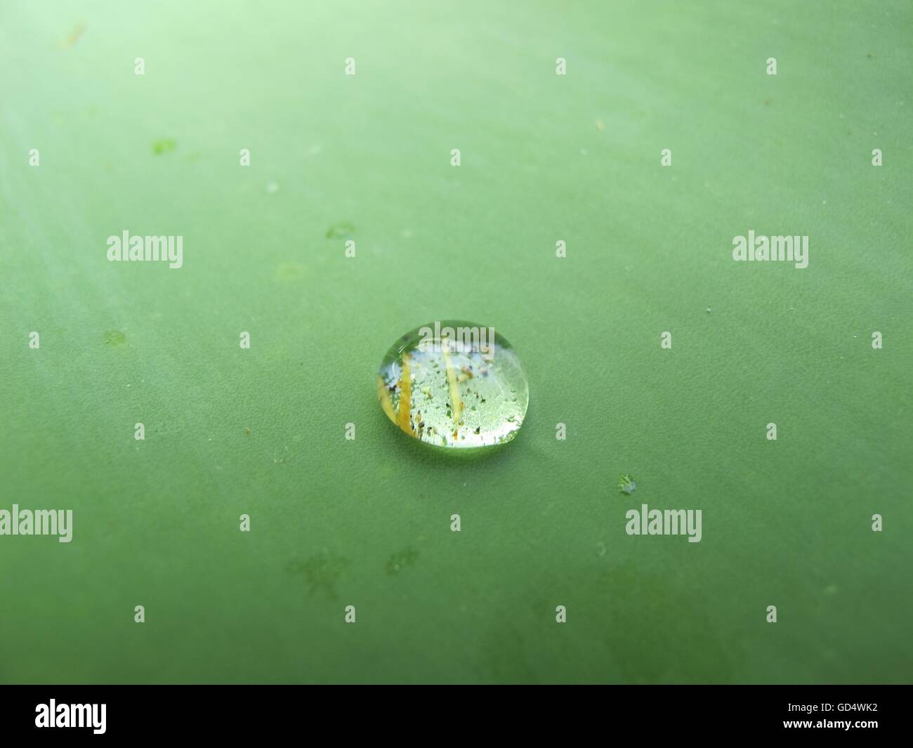 Raindrop Stock Photo