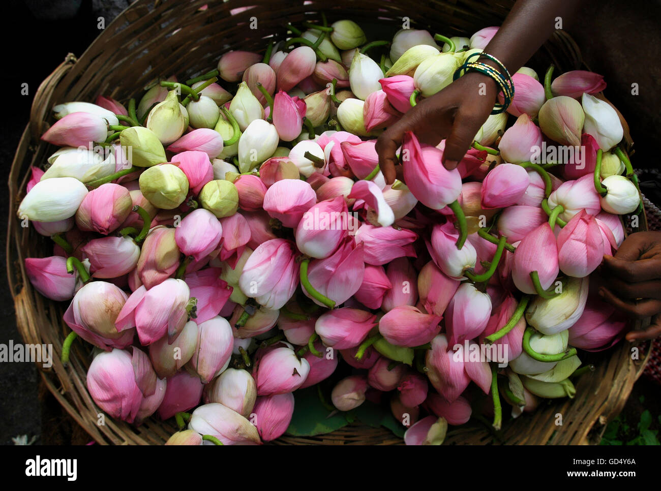Lotus flowers Stock Photo