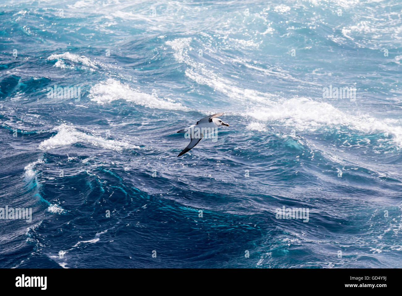 Auckland islands and albatross hi-res stock photography and images - Alamy