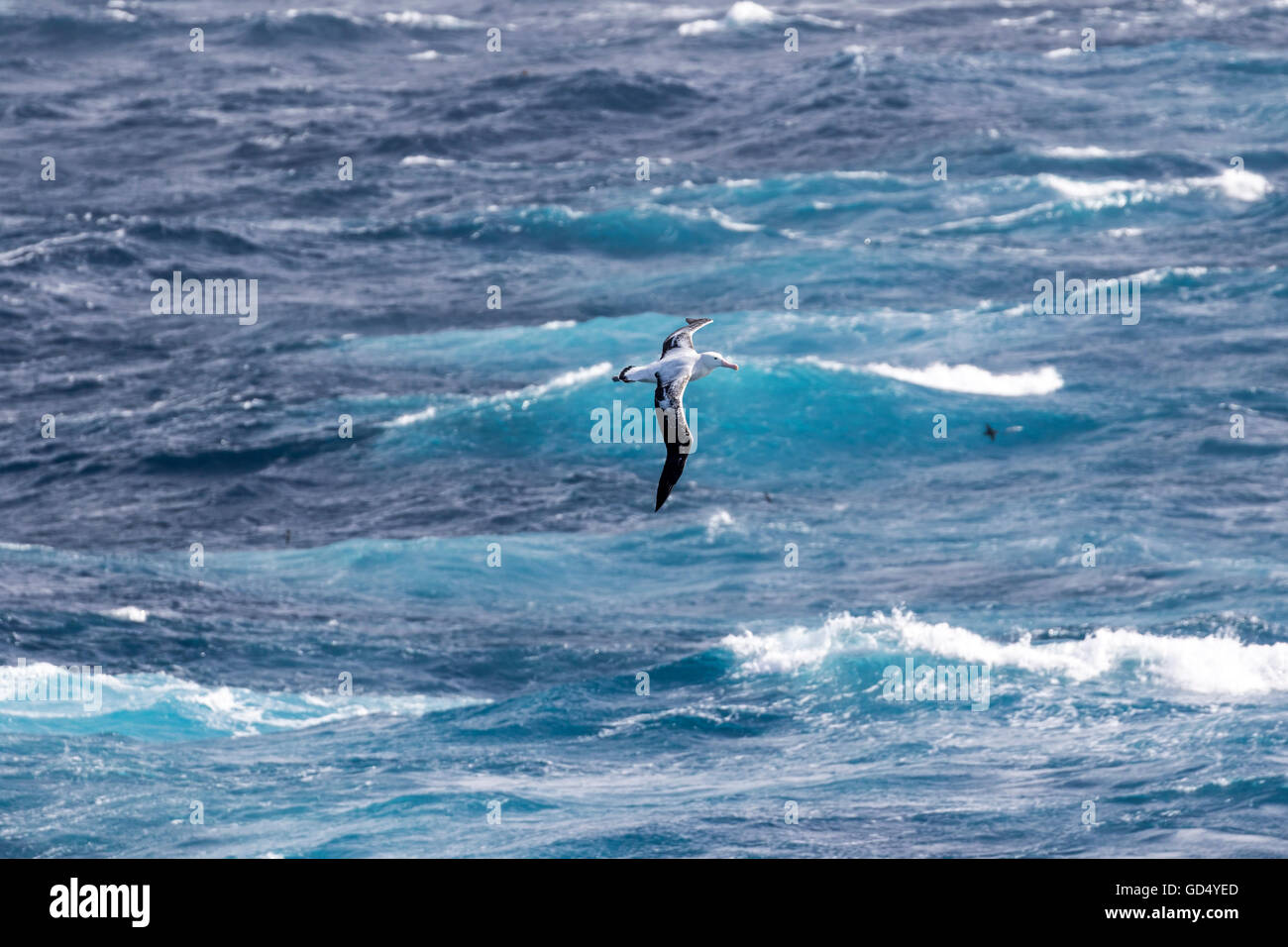 Auckland islands wandering albatross hi-res stock photography and ...