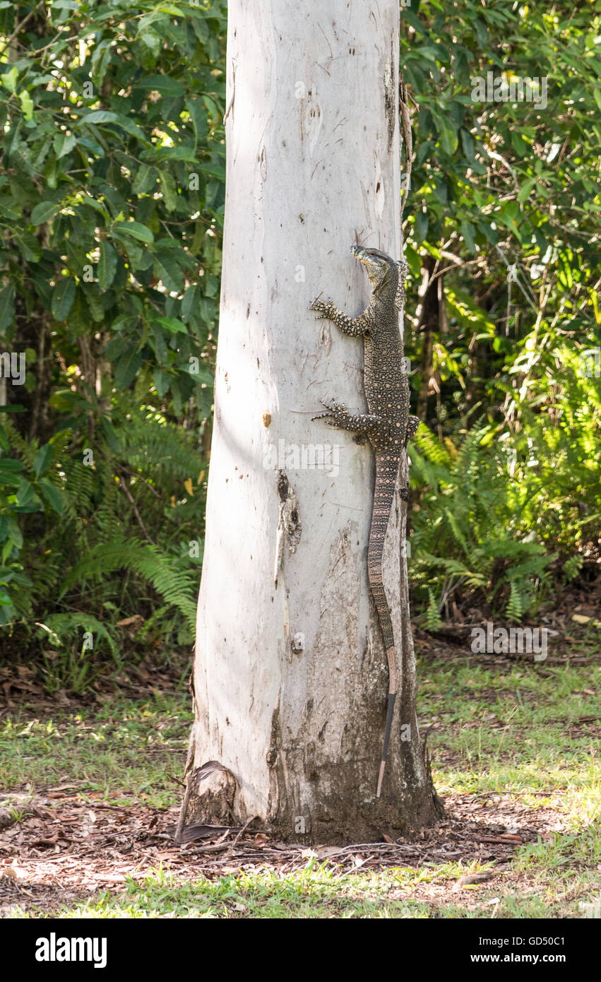 Australian goanna or lace monitor climbing eucalyptus tree in national park in North Queensland, Australia Stock Photo