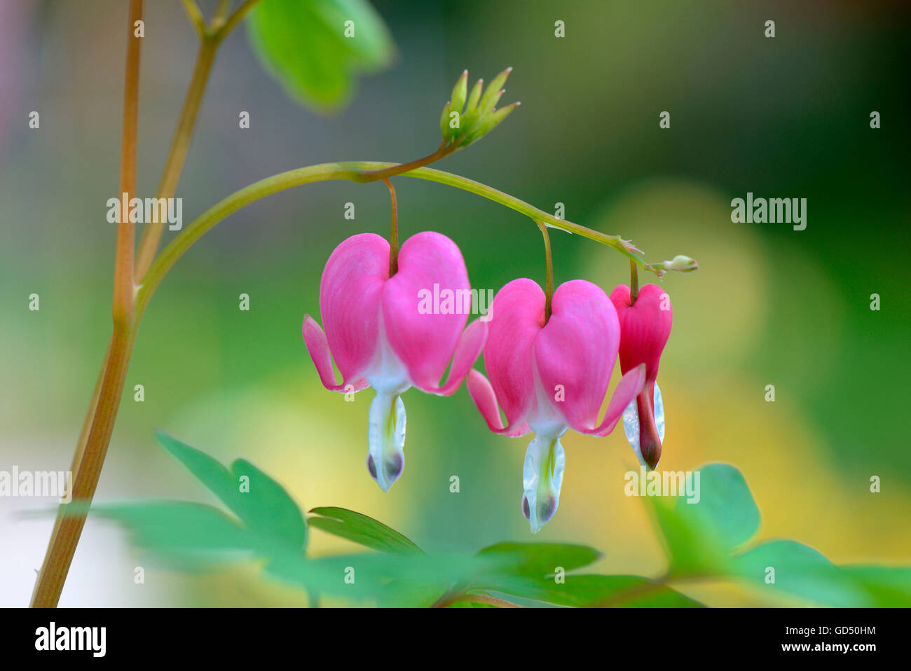 Traenendes Herz / (Dicentra spectabilis), Pflanzen Stock Photo