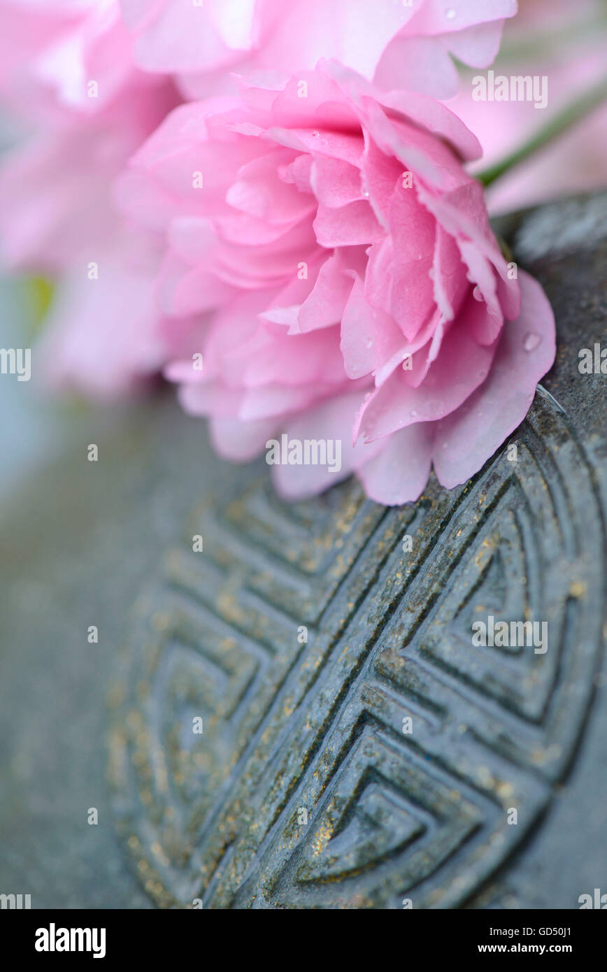 Bluete einer Japanisches Zierkirsche auf Steinzeichen Stock Photo