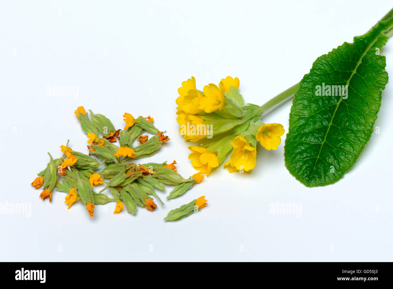 Schluesselblume / (Primula veris), frische und getrocknete Blueten Stock Photo