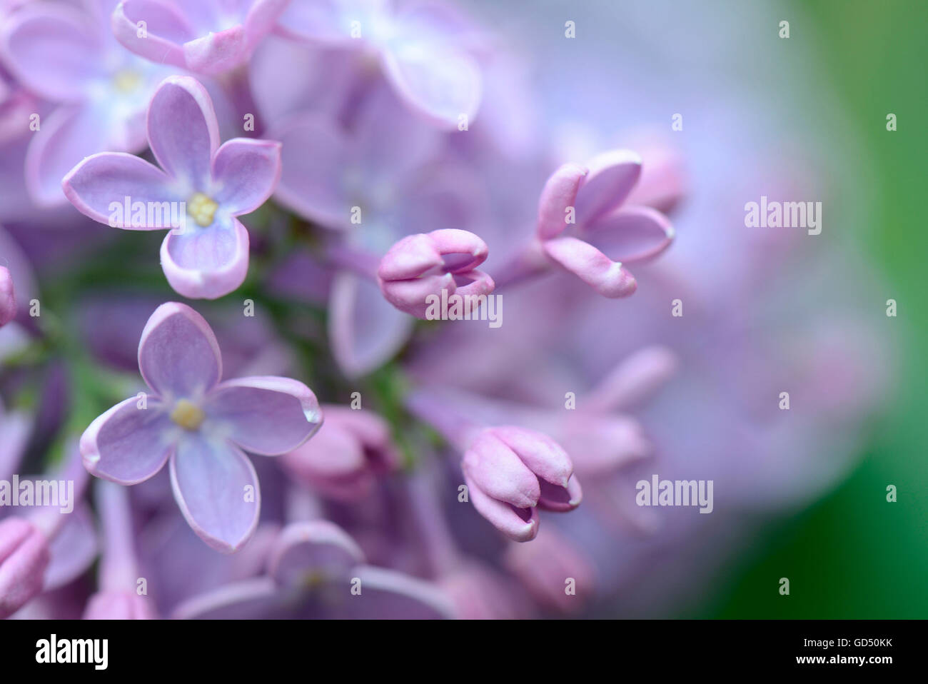 Gemeiner Flieder Syringa Vulgaris Stock Photo Alamy