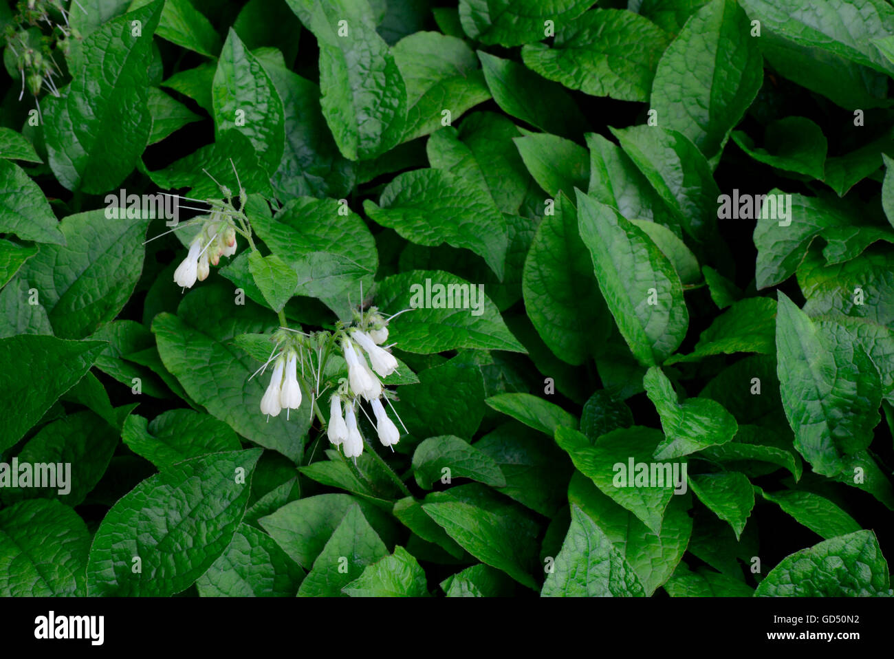 Grossbluetiger Beinwell / (Symphytum grandiflorum) Stock Photo
