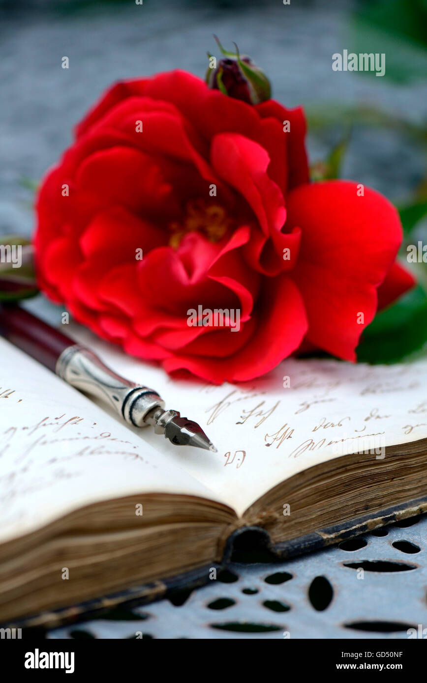 Federhalter auf Buch mit alter Schrift, rote Rose, Handschrift Stock Photo