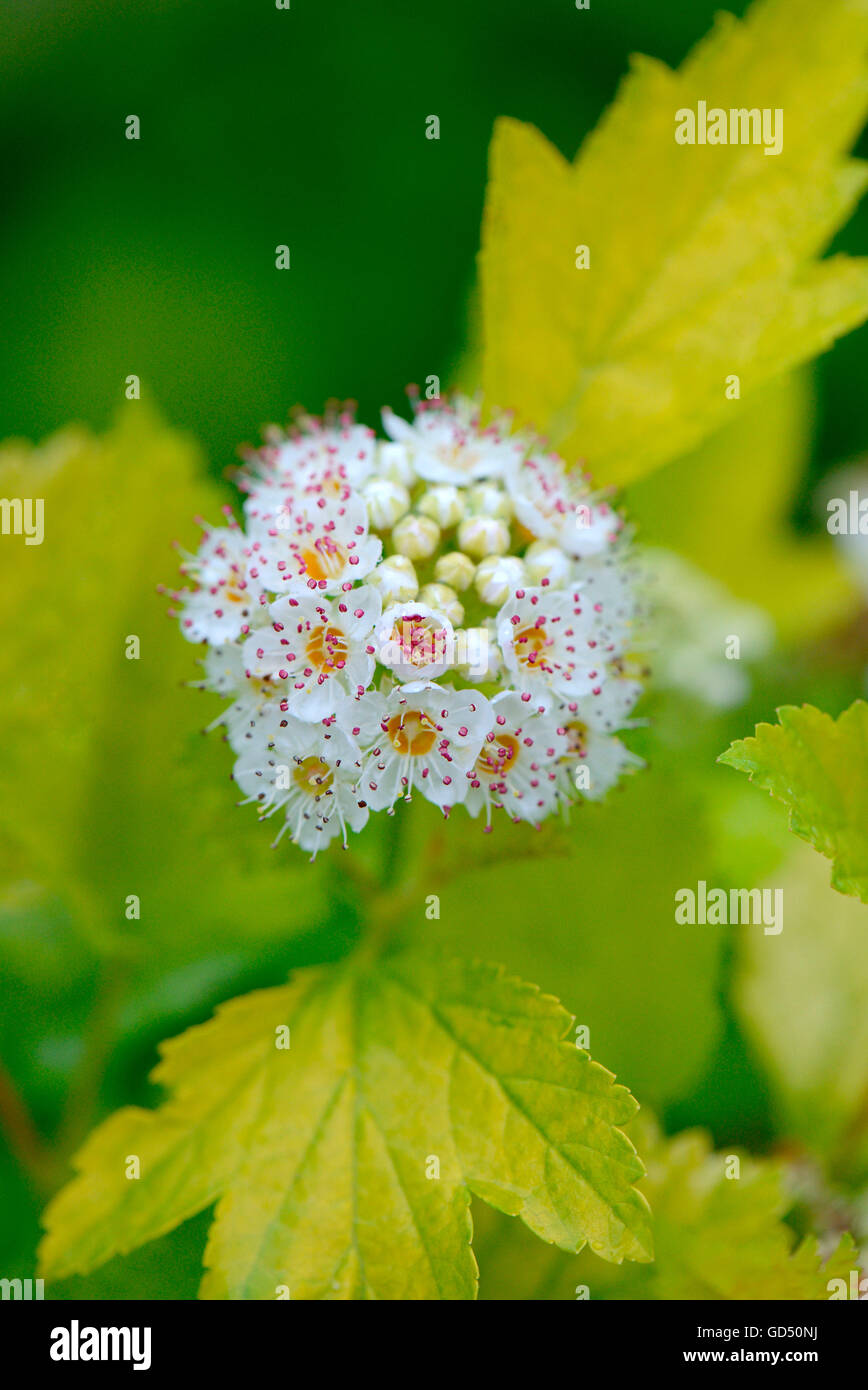 Schneeballblaettrige Blasenspiere / ( Physocarpus opulifolius) Stock Photo